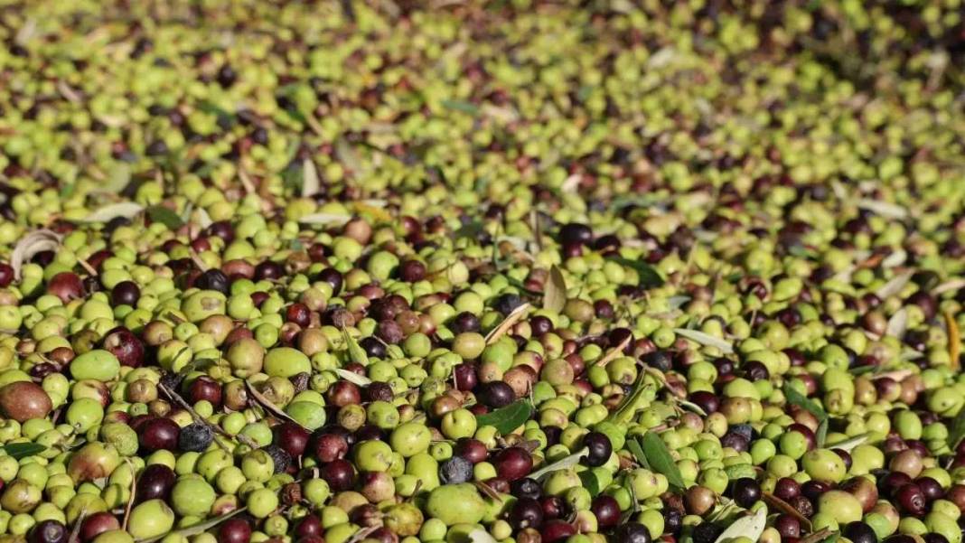 Adana’da Zeytin Rekoltesi Azalınca Zeytinyağı Fiyatları Cep Yaktı! 7